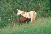 Arabian Horse Magnet