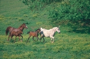 Arabian Horse Magnet