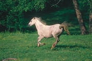 Arabian Horse Magnet