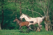 Arabian Horse Magnet