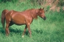 Arabian Horse picture