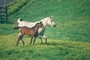 Arabian Horse picture