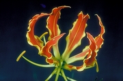 Gloriosa lily Magnet