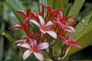 Plumeria Magnet