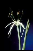 Spider lily Magnet