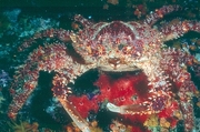 Coral Crab Magnet