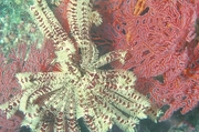 Crinoid Magnet