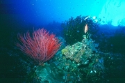 Gorgonian Red Coral Magnet