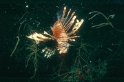 Lion Fish Mousepad