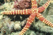 Long-Armed Sea Star Magnet