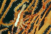 Orange Gorgonian Coral Magnet