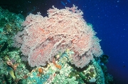 Pink And White Coral T-Shirt