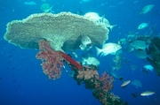 Plate Coral Magnet