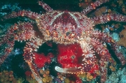 Red Coral Crab Magnet