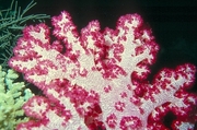 Red Soft Coral Magnet