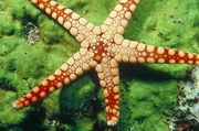 Starfish Magnet