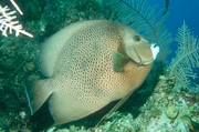 White - Mouthed Brown Spotted Fish Mousepad