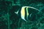 Angel Fish picture