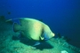 Angelfish picture