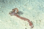 Brown Sea Worm picture