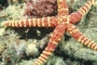 Long-Armed Sea Star picture