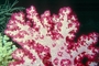 Red Soft Coral picture