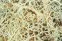 Sea Sponge picture