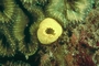 Yellow Sponge picture