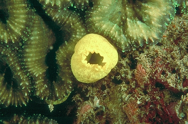 Yellow Sponge