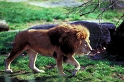 African Lion Magnet