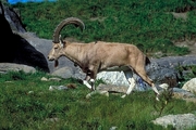 Bighorn Sheep T-Shirt