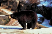 Black Bear Magnet