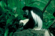 Black and White Colobus Magnet