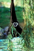 Black and White Colobus T-Shirt