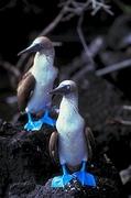 Blue-footed Booby Poster