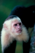 Capuchin Monkey Magnet