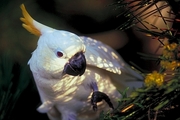 Cockatoo Poster