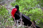 Frigatebird T-Shirt