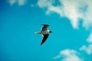 Laughing Gull T-Shirt