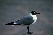 Laughing Gull T-Shirt