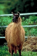 Llama Magnet