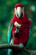 Macaw Poster