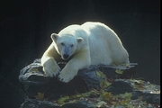 Polar Bear Magnet