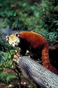 Red Panda Poster