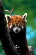 Red Panda Magnet