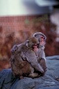 Rhesus Macaque Magnet