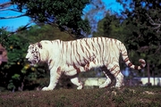 White Tiger Magnet