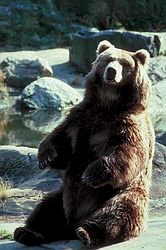 Brown Bear