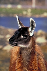 Llama