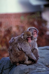 Rhesus Macaque